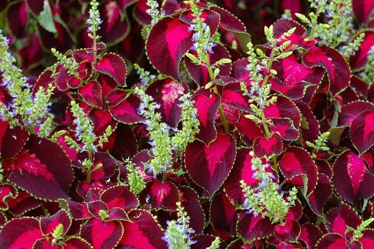 Informations générales - Coleus
