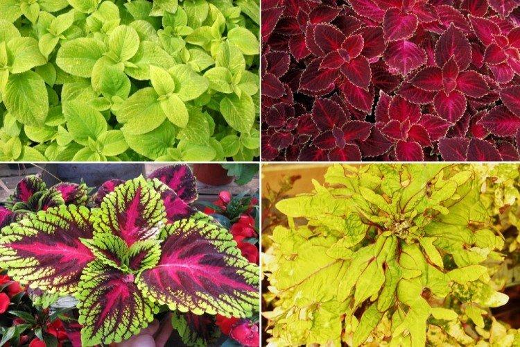 Coleus Blume - Types de Coleus
