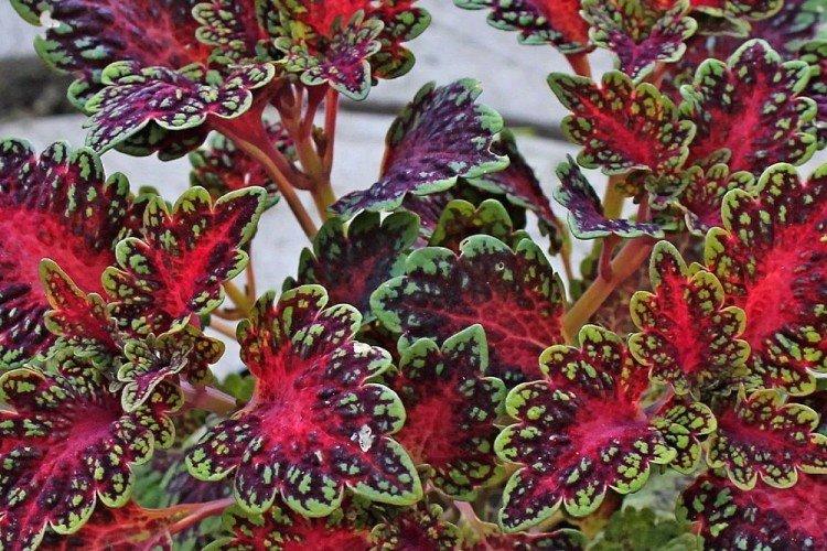 Coleus hybride - Types de Coleus
