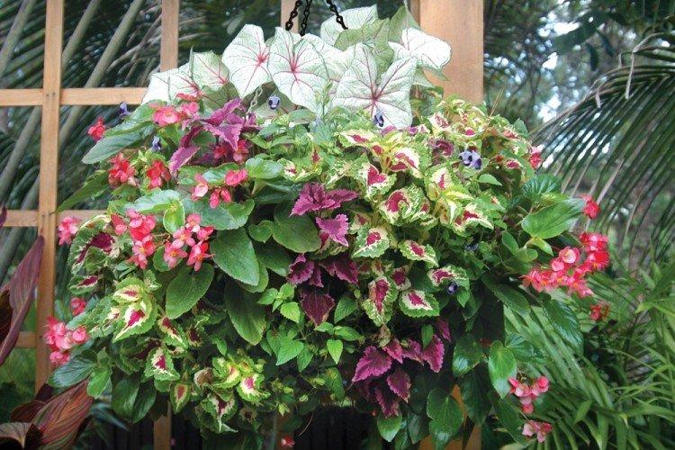 Ampel Coleus - Types de Coleus