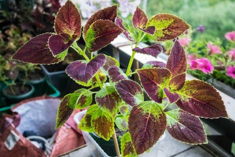 Température - Coleus Care