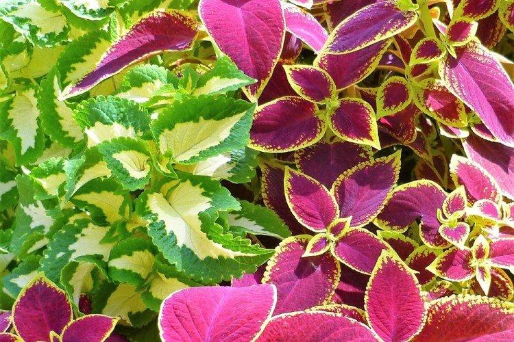 Eclairage - Coleus care