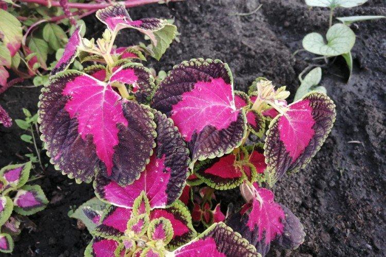 Terreau et Engrais - Coleus Care
