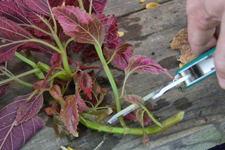 Reproduction - Soins Coleus