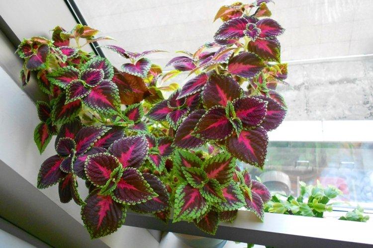 Coleus - photo