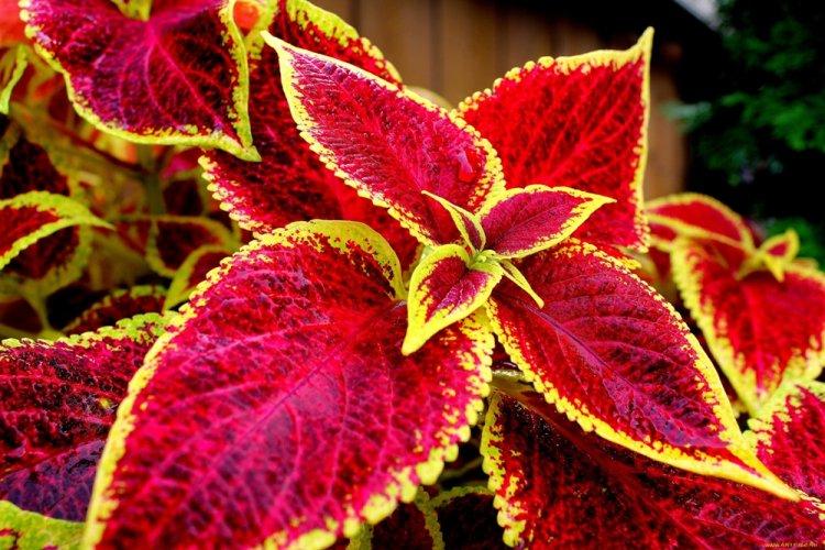 Coleus - photo