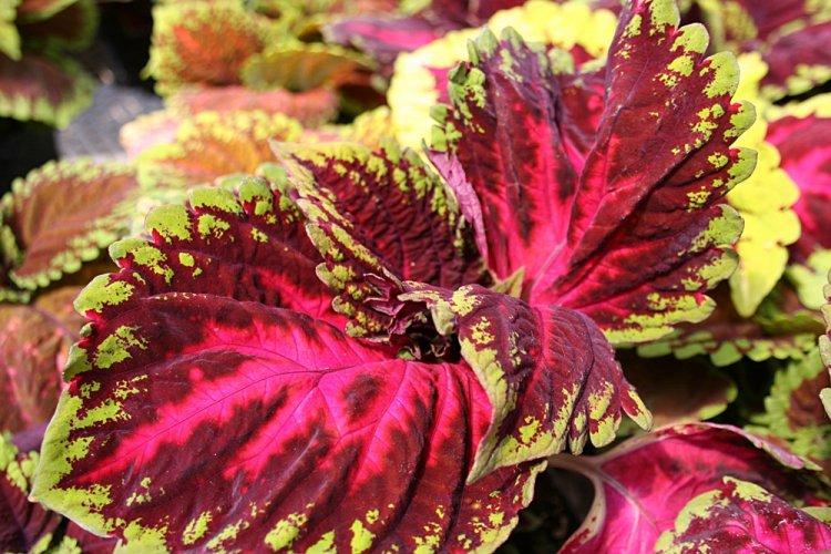 Coleus - photo