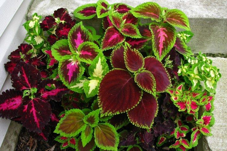 Coleus - photo