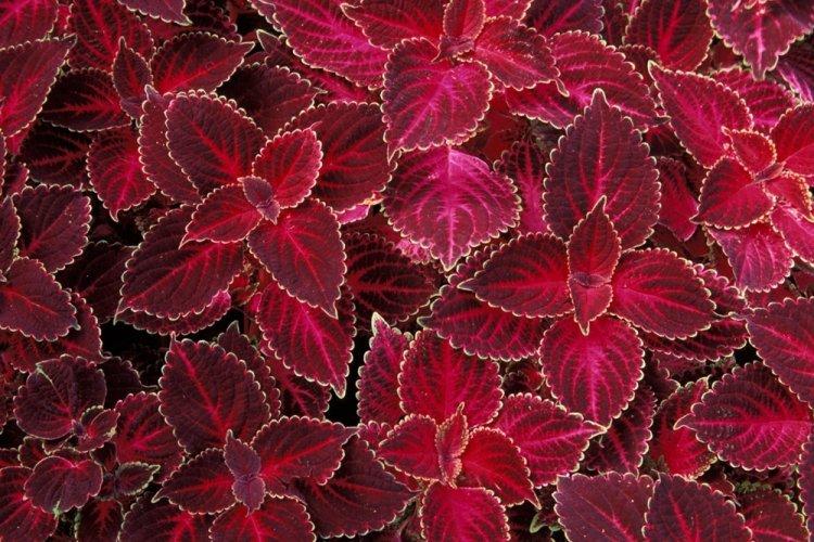 Coleus - photo
