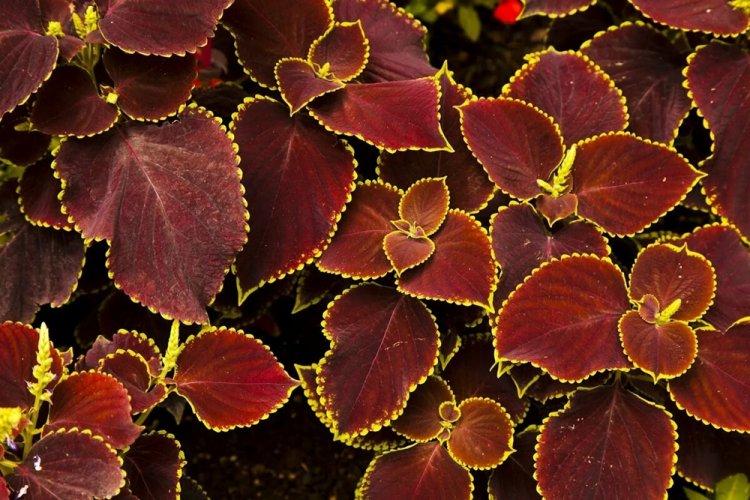 Coleus - photo
