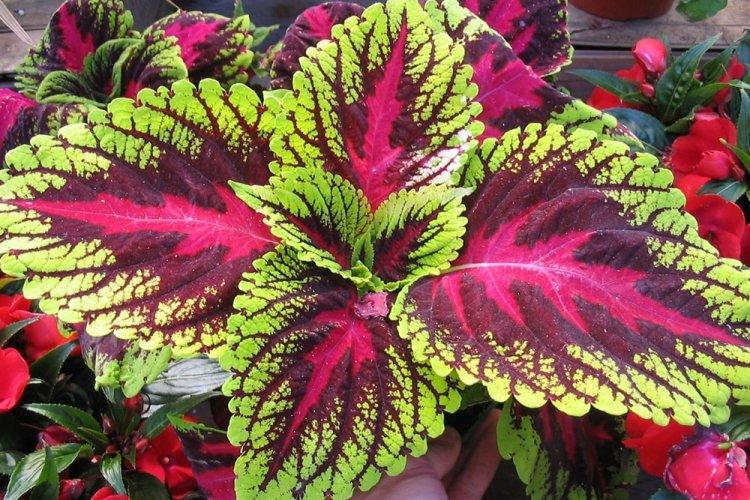 Coleus - photo