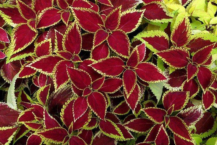 Coleus - photo