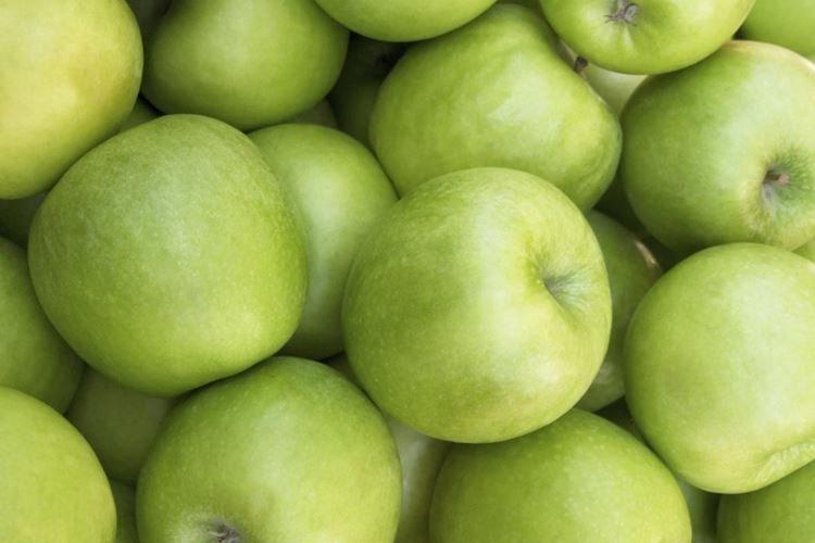 Sol - Prendre soin d'un pommier colonnaire Président