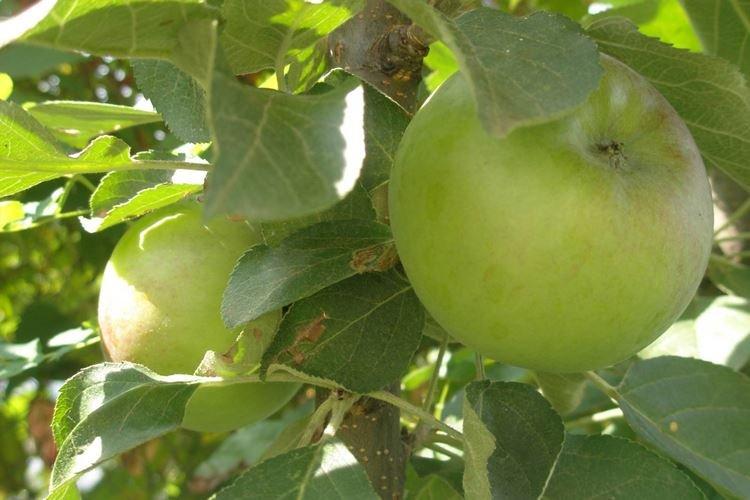 Taille - Prendre soin d'un pommier colonnaire Président