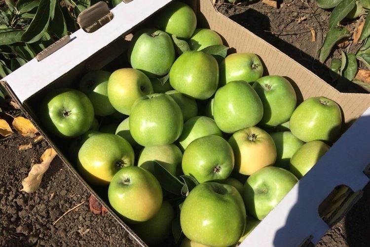 Récolte - Prendre soin d'un pommier colonnaire Président