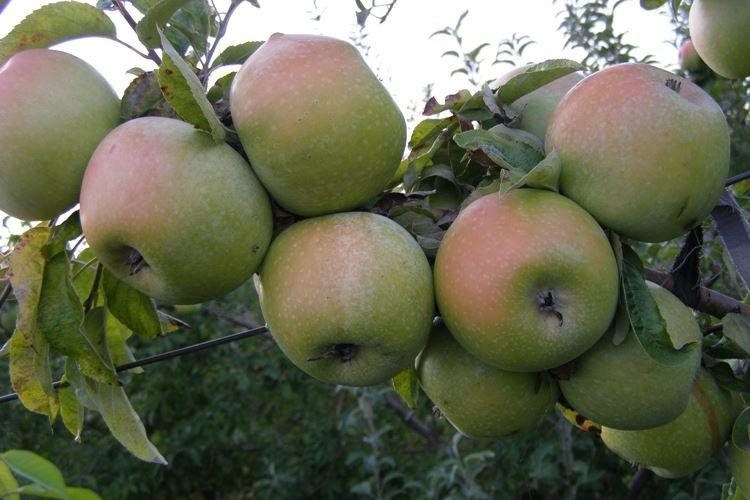 Maladies et ravageurs - Chronique d'Apple Président