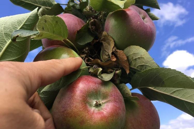 Description générale - Pommier colonnaire