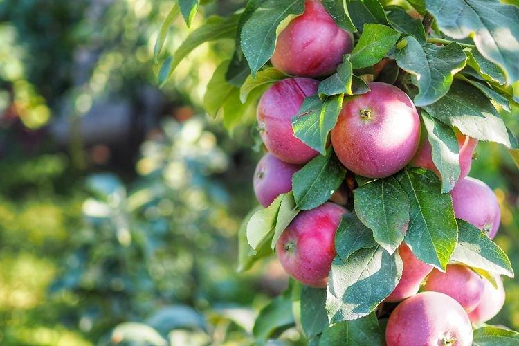Gin - Variétés de pommes colonnaires