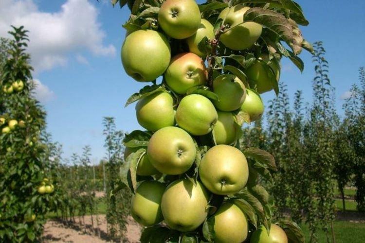 Président - Variétés de pommes colonnaires