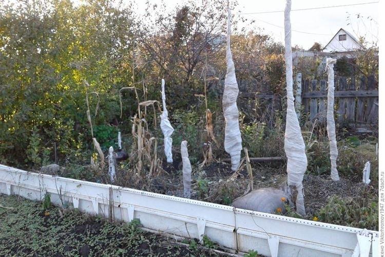 Hivernage - Prendre soin d'un pommier colonnaire