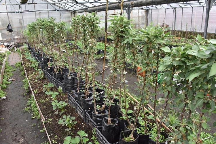 Planter un pommier colonnaire