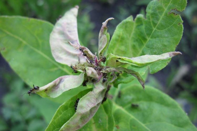 Maladies et ravageurs du pommier colonnaire - comment lutter