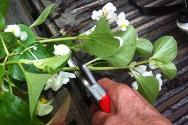 Taille - Soins à domicile du bégonia d'intérieur