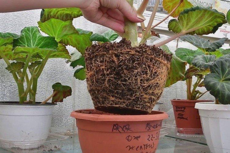 Transplantation - Soins à domicile de bégonia d'intérieur