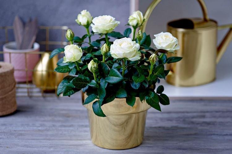 Informations générales - Rosier d'intérieur