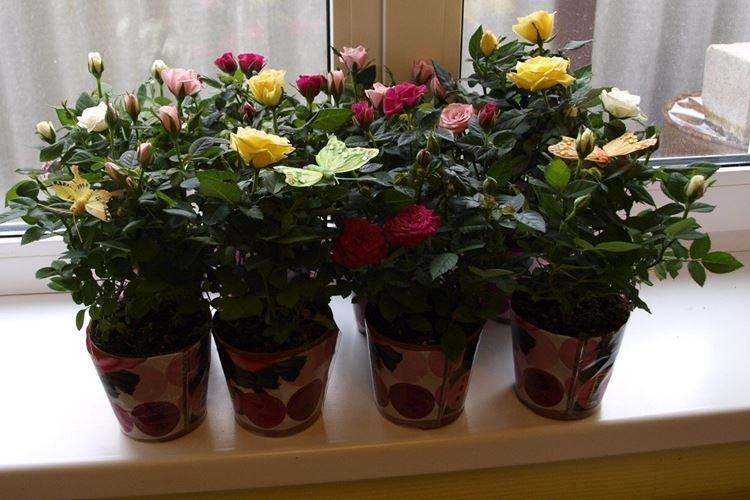 Éclairage - Entretien des roses d'intérieur