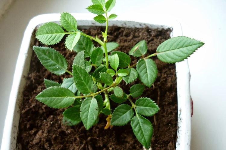 Sol - Entretien des rosiers d'intérieur