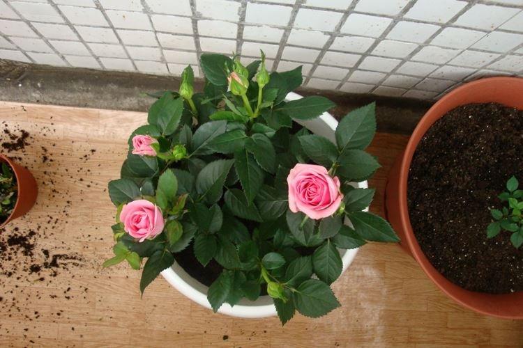 Transplantation et reproduction - Prendre soin des roses d'intérieur