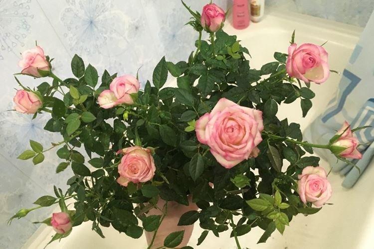 Rose d'intérieur - photo