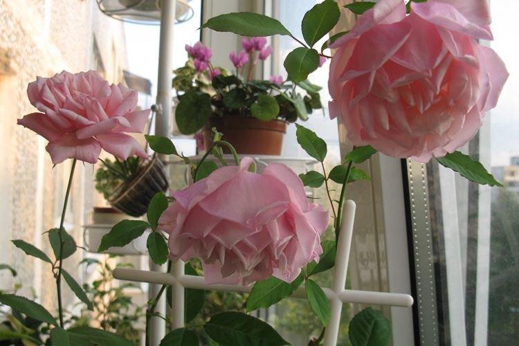 Rose d'intérieur - photo