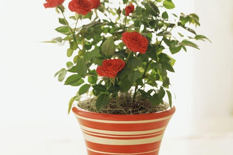 Rose d'intérieur - photo