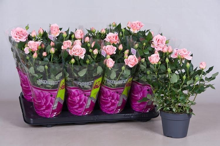 Rose d'intérieur - photo