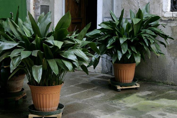 Aspidistra - Les fleurs d'intérieur les plus sans prétention