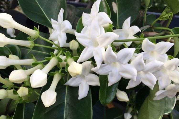 Stefanotis - Fleurs d'intérieur frisées