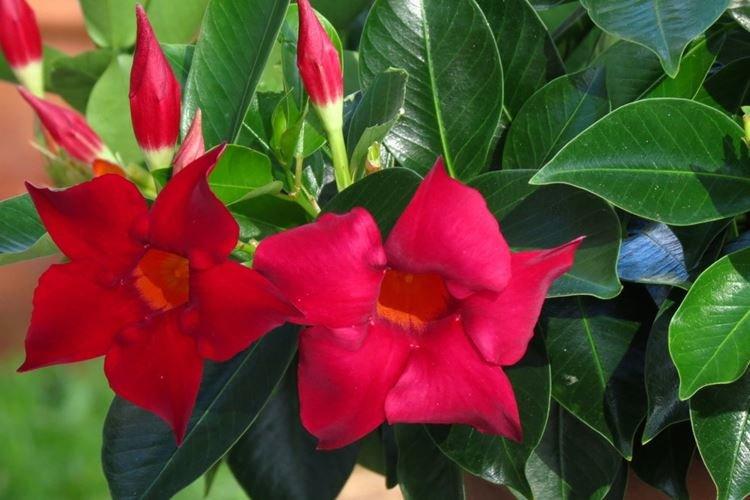 Diplômes - Fleurs d'intérieur frisées