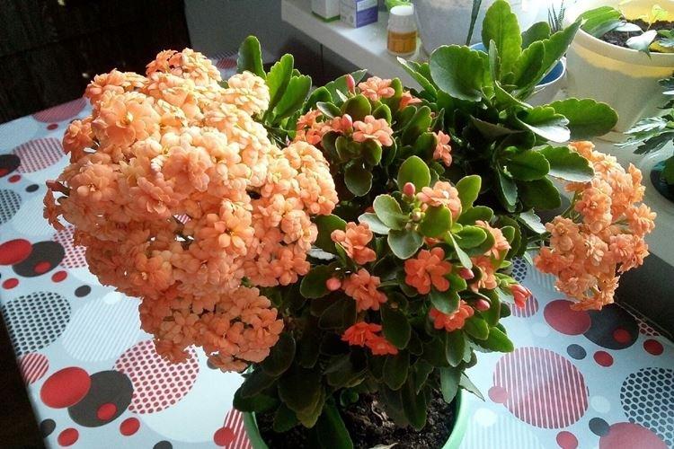 Kalanchoe Blossfeld - Fleurs d'intérieur résistantes à la sécheresse