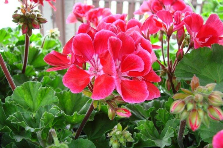 Pelargonium - Fleurs d'intérieur tolérantes à la sécheresse