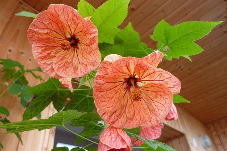 Abutilon - Fleurs d'intérieur qui fleurissent toute l'année