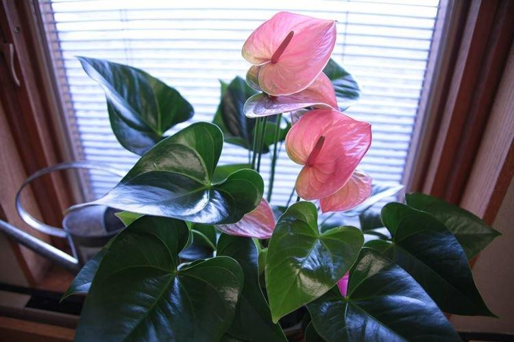 Anthurium - Fleurs d'intérieur qui fleurissent toute l'année