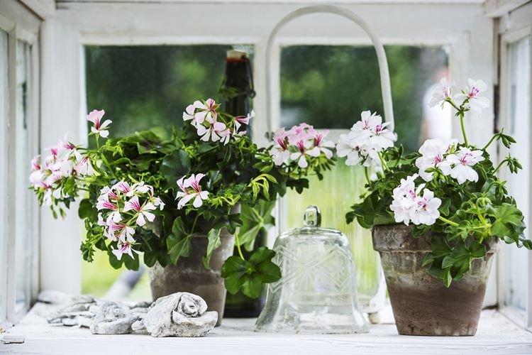 Géranium - Fleurs d'intérieur qui fleurissent toute l'année