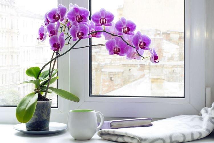 Orchidée - Fleurs d'intérieur pour la salle de bain