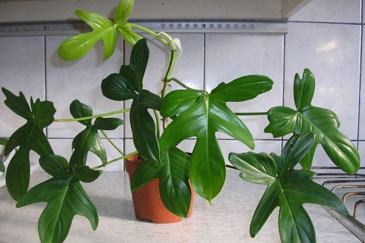 Philodendron - Fleurs d'intérieur pour la salle de bain