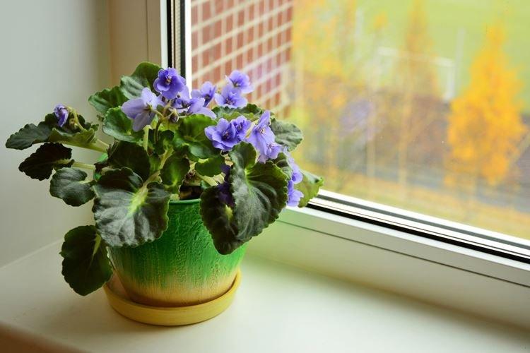 Violette - Fleurs d'intérieur pour enfants