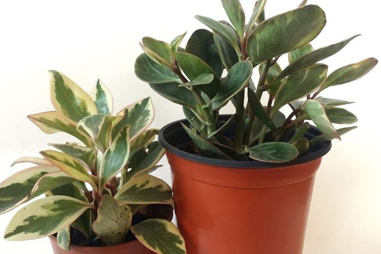 Peperomia - Fleurs d'intérieur pour enfants
