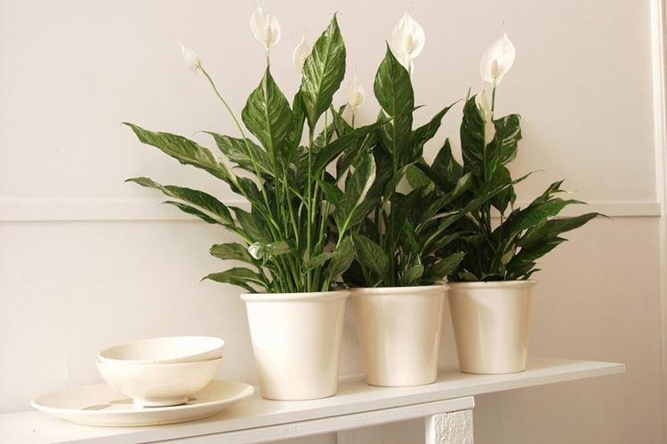 Spathiphyllum - Fleurs d'intérieur pour enfants