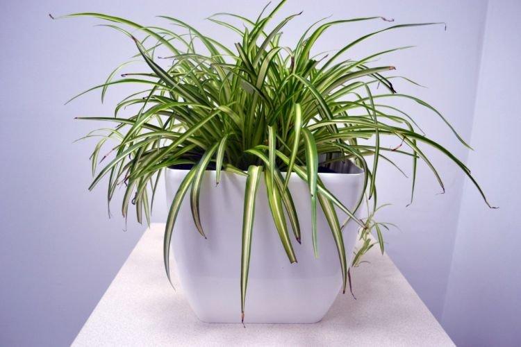 Chlorophytum - Des fleurs d'intérieur qui devraient être dans chaque maison